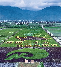 云南农垦云粮集团 彩色水稻画喜迎党的二十大